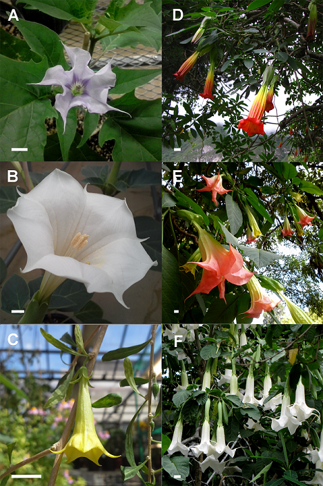 flowers of species in Datureae