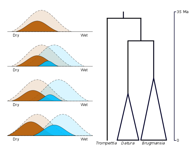 niche evolution through time in Datureae