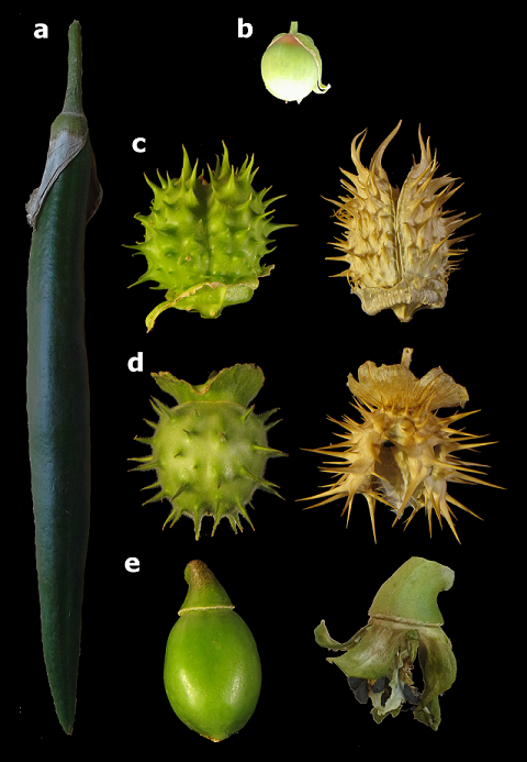 fruits of Datureae species