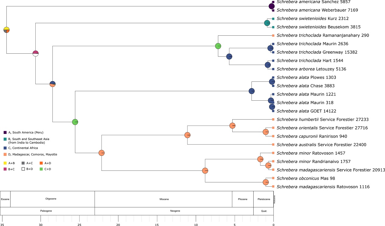 Schreberinae phylogeny and biogeography