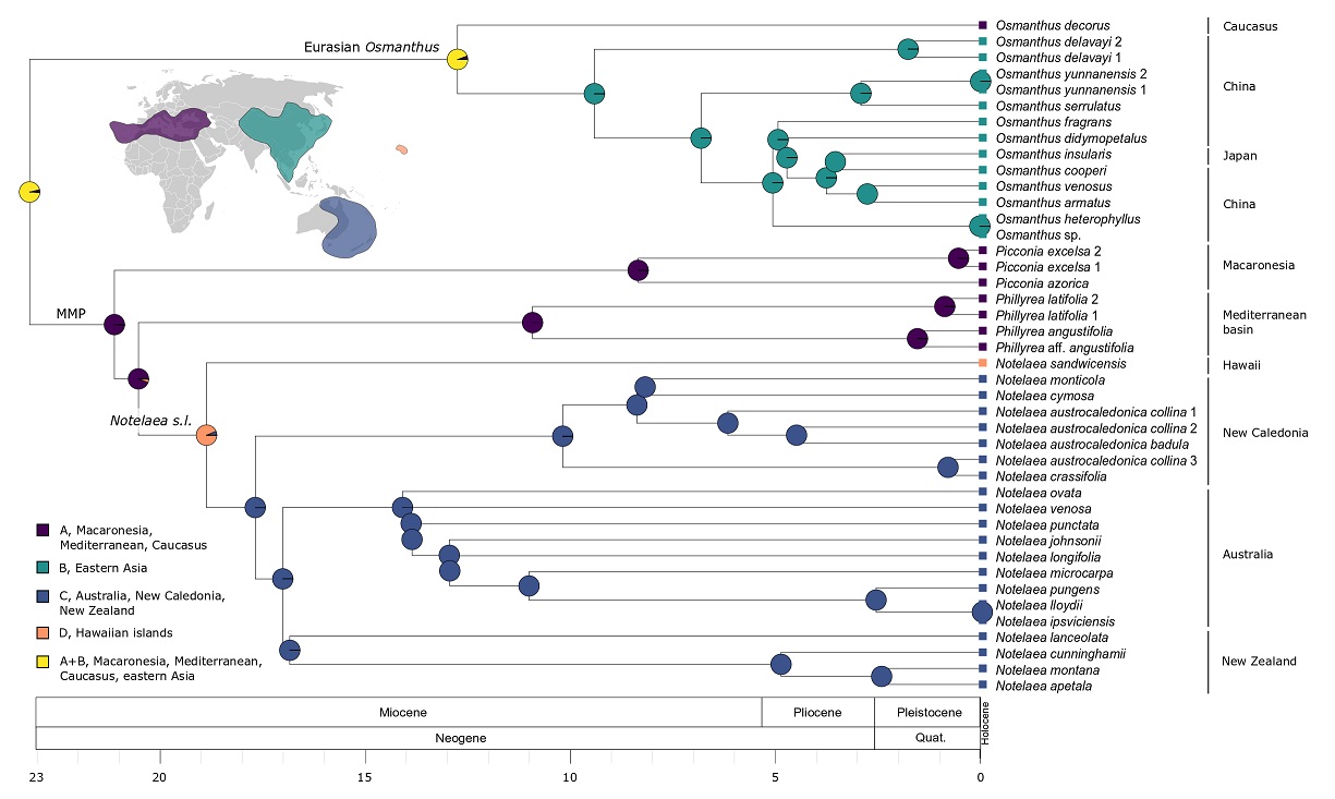 Notelaea phylogeny and biogeography
