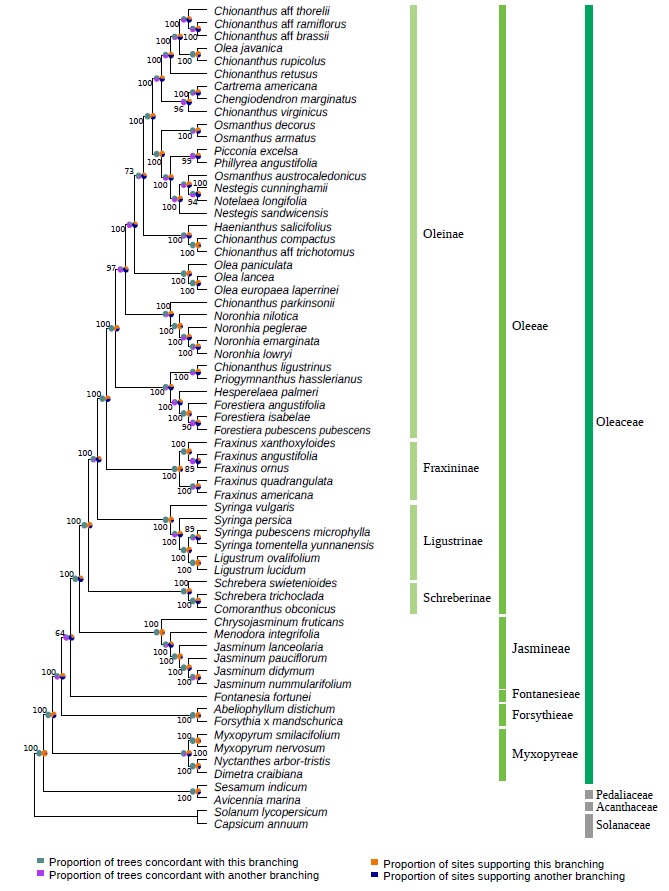 reduced phylogeny of Oleaceae